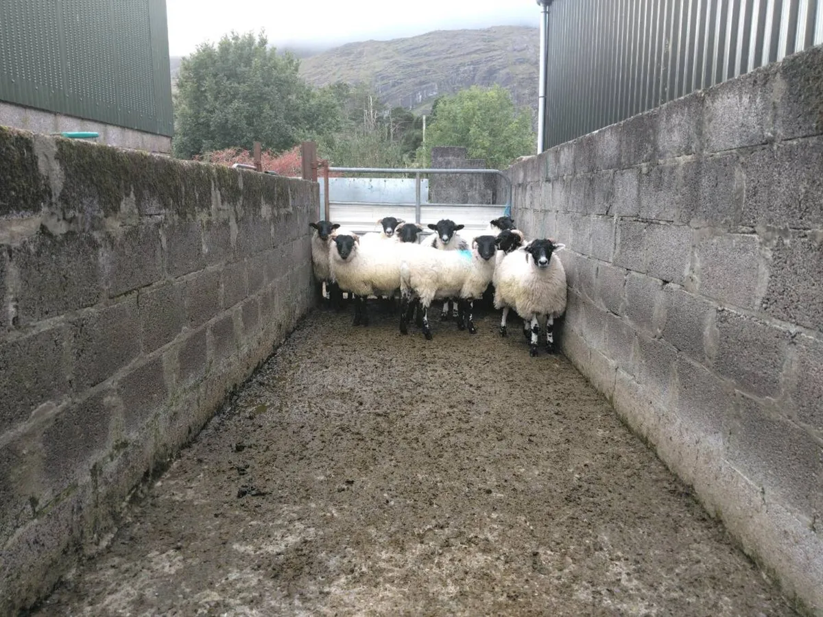 Swale x Lanark ewe lambs - Image 3