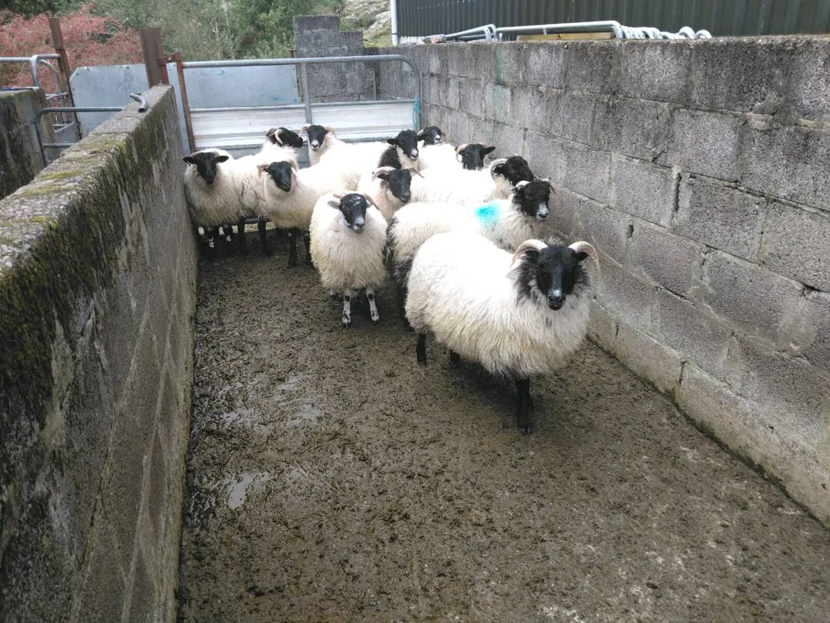Swale x Lanark ewe lambs - Image 4