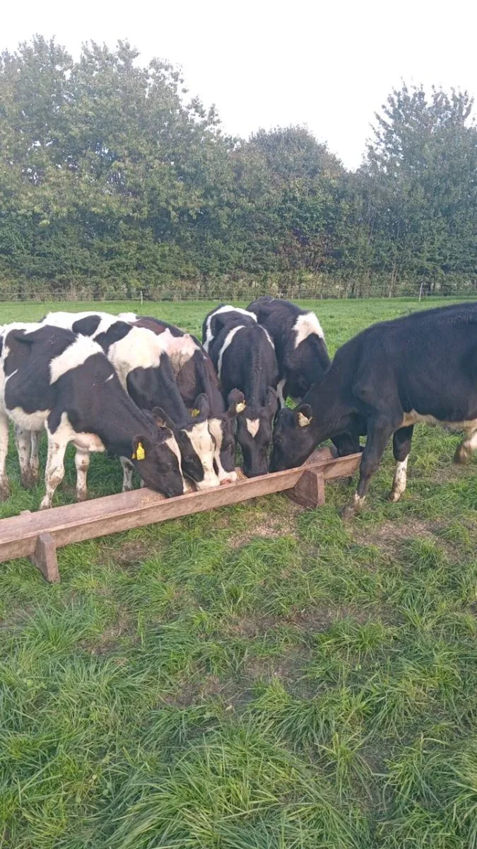 6 friesian bull weanlings - Image 1