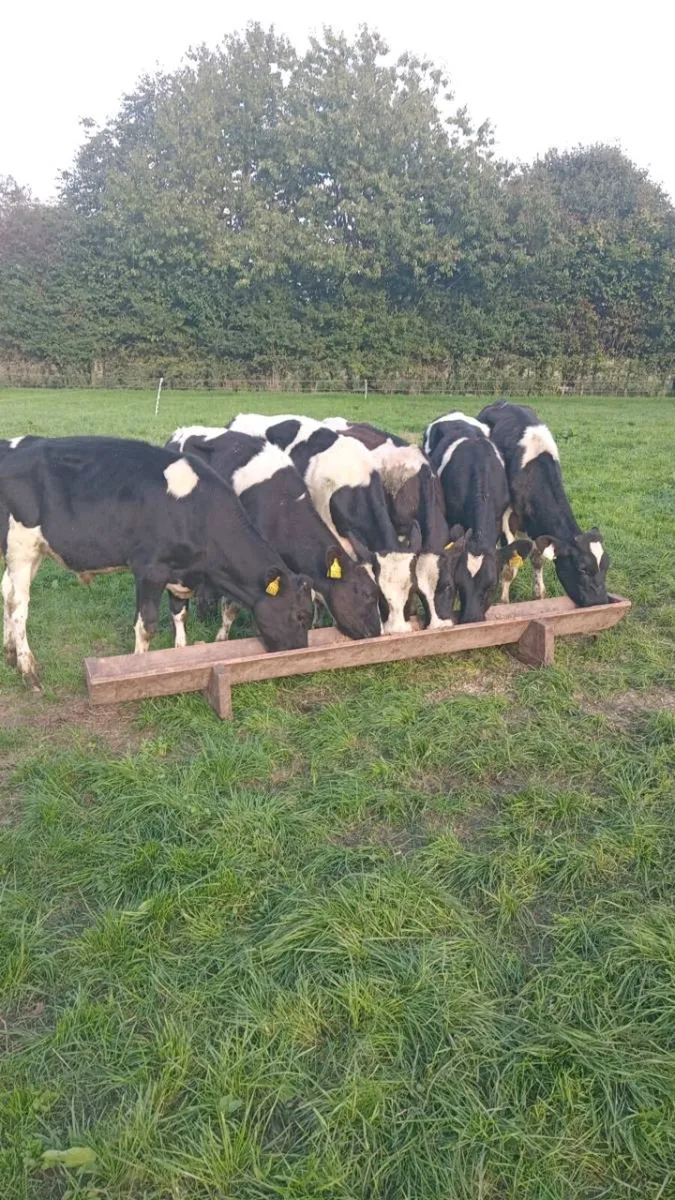 6 friesian bull weanlings - Image 2