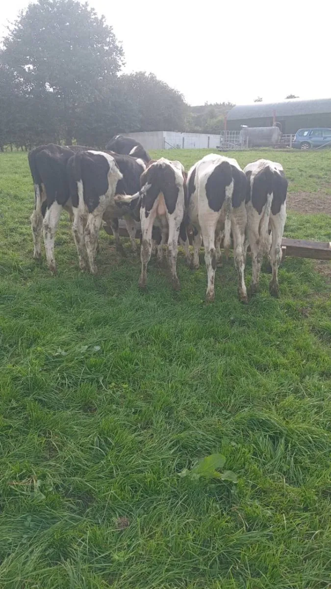 6 friesian bull weanlings - Image 3
