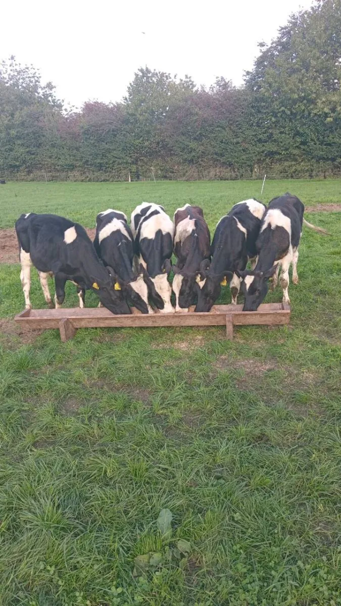 6 friesian bull weanlings - Image 4