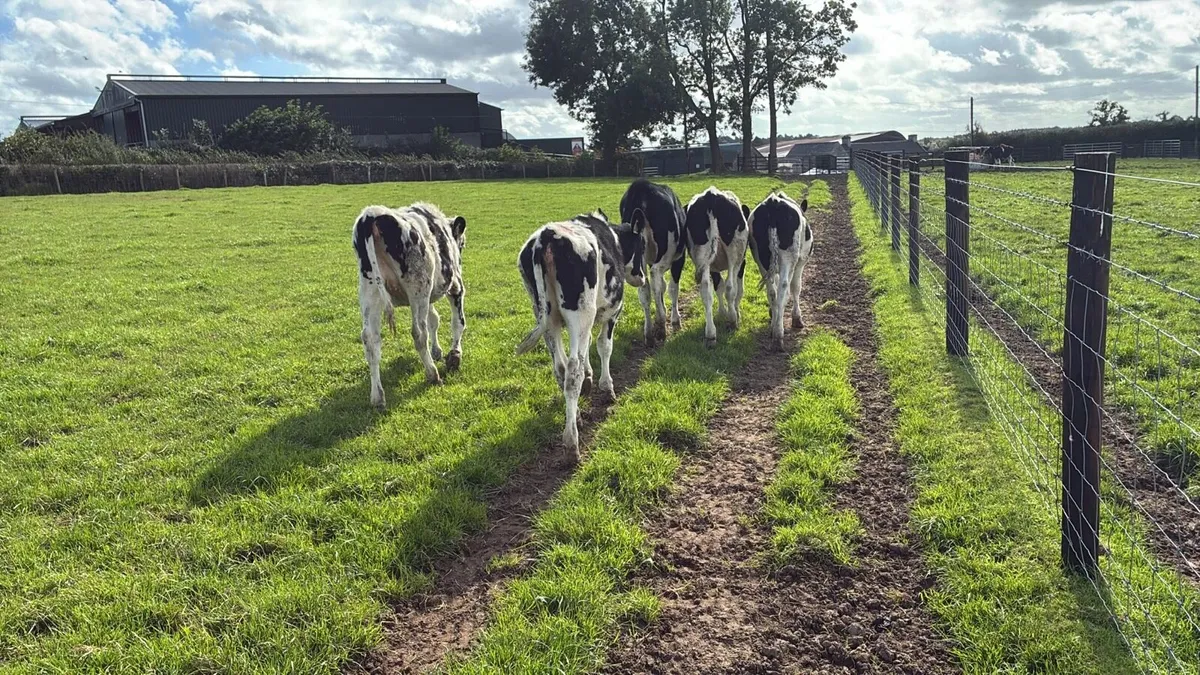 5 march born high ebi Frisian heifers - Image 1