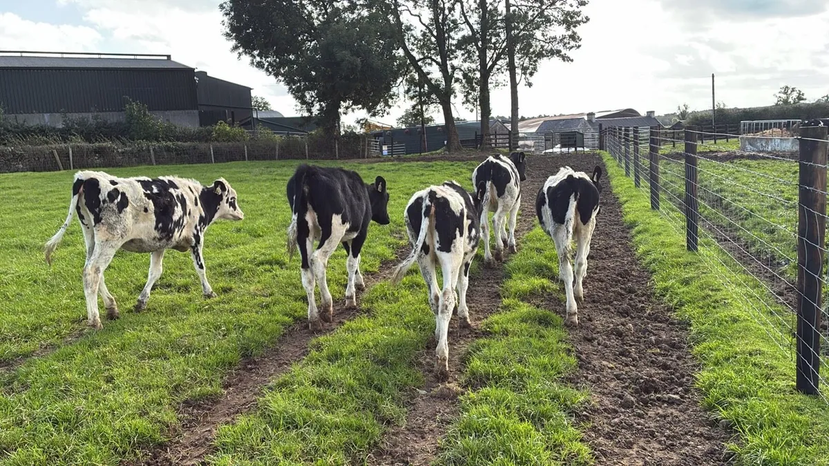 5 march born high ebi Frisian heifers - Image 2