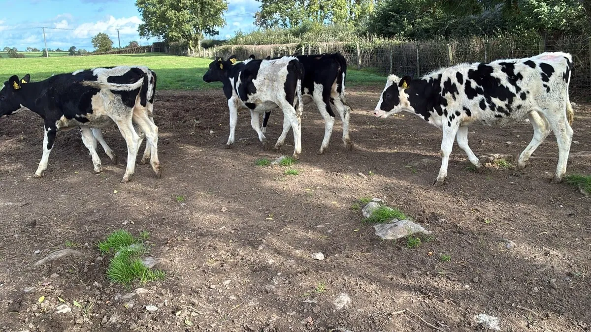 5 march born high ebi Frisian heifers - Image 3