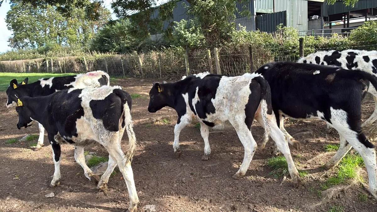 5 march born high ebi Frisian heifers - Image 4