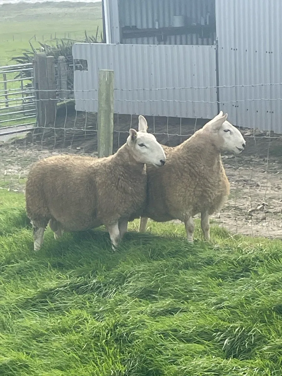 North County Ram Lambs - Image 2