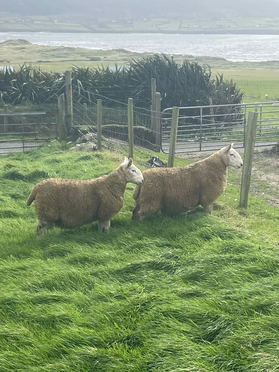 North County Ram Lambs - Image 4