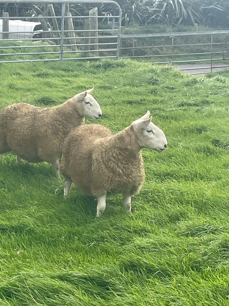 North County Ram Lambs - Image 3