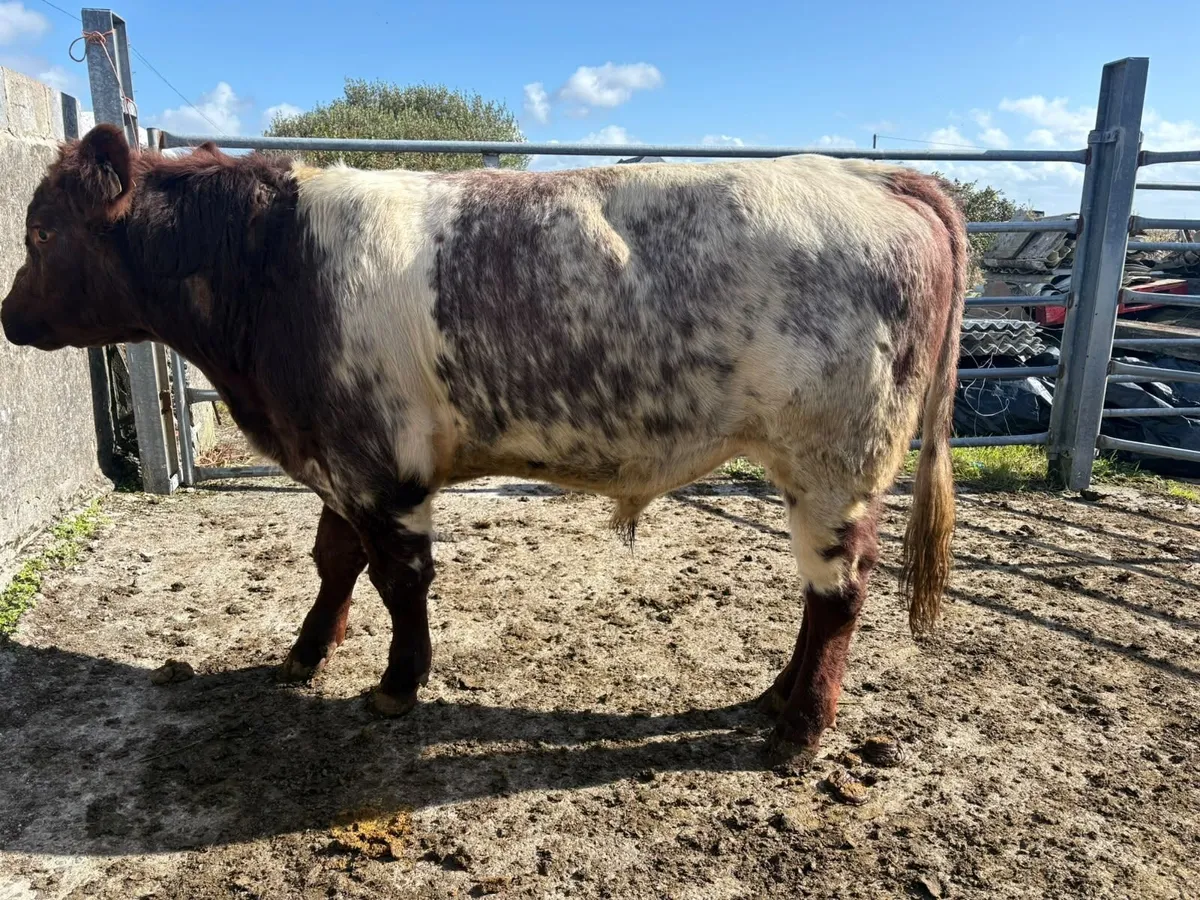 Bull - Image 3