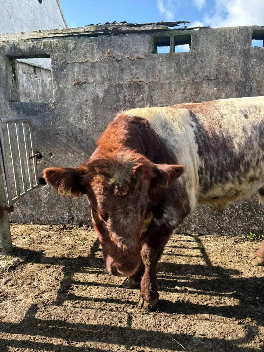 Bull - Image 4