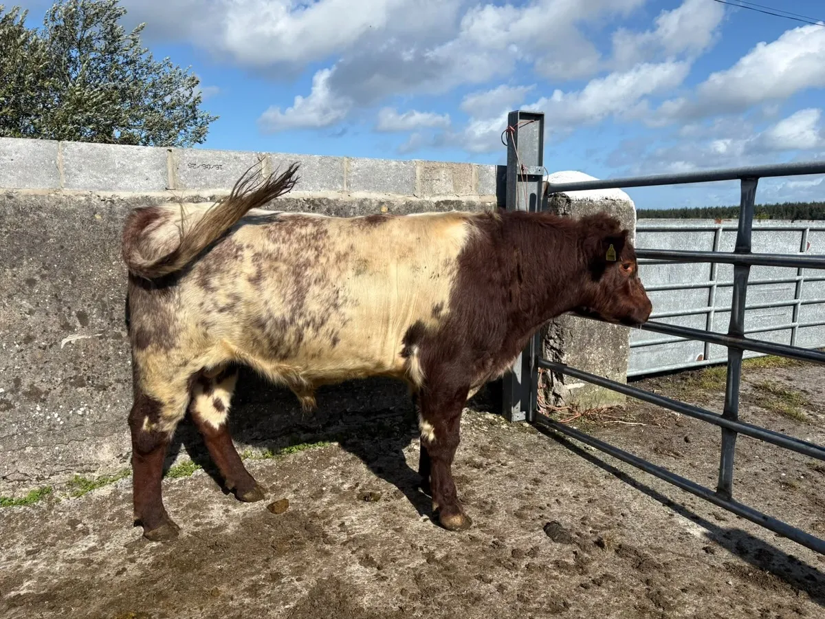 Bull - Image 2