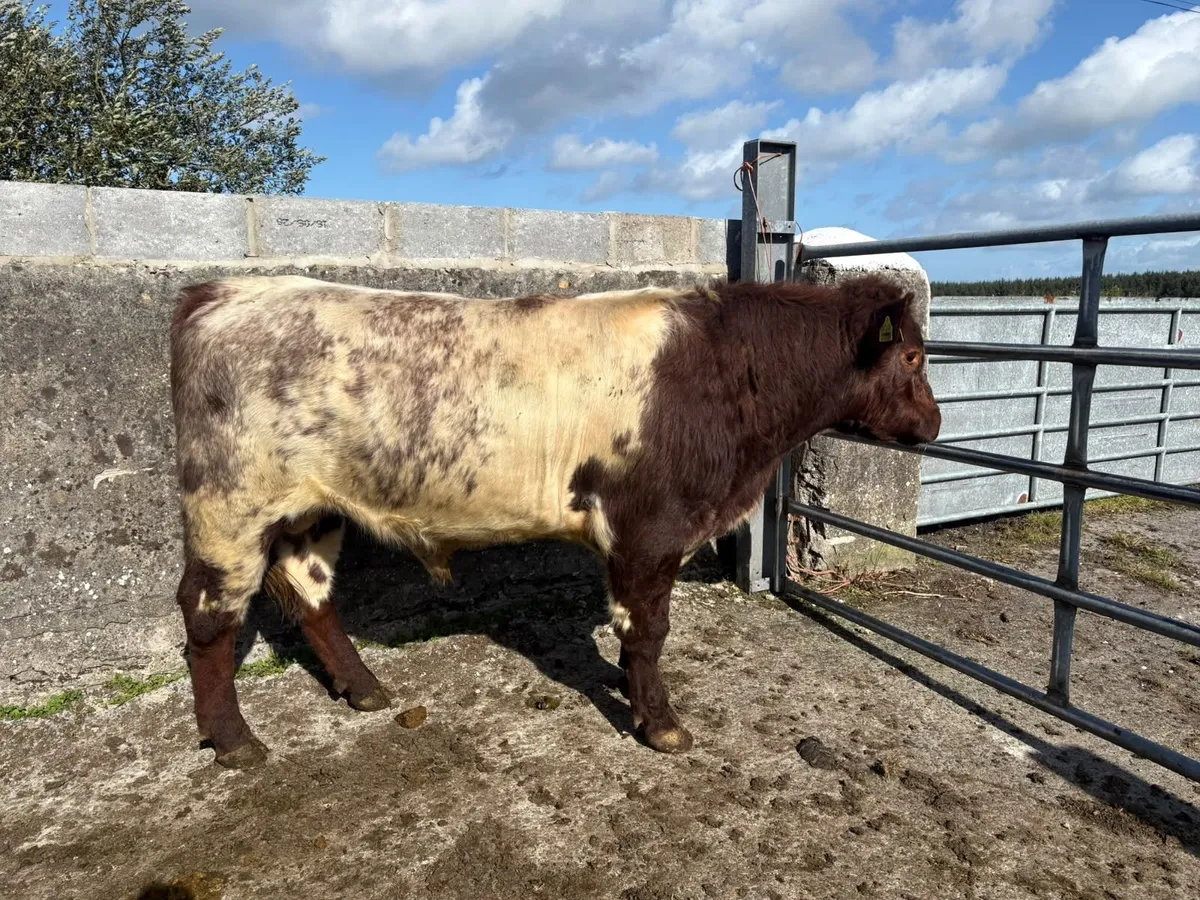 Bull - Image 1