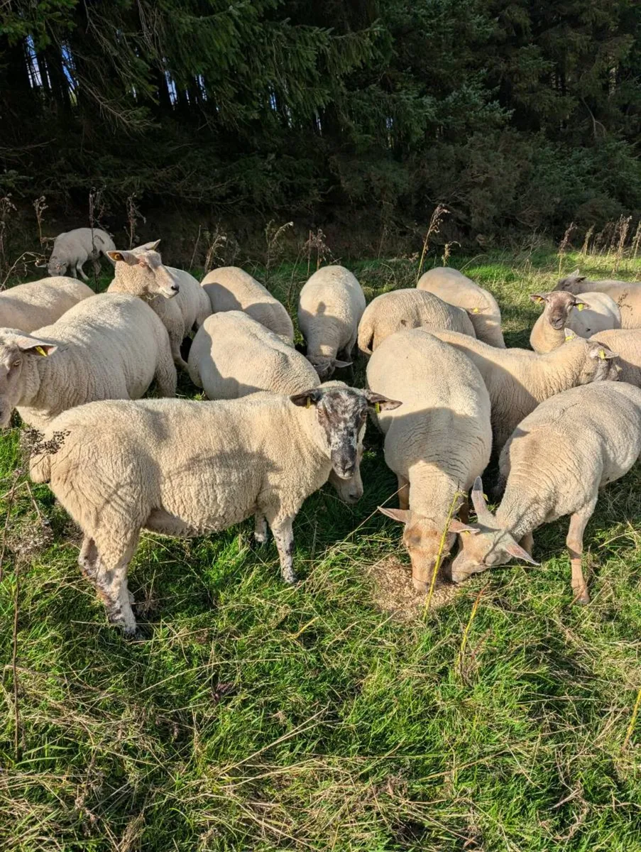 25 Hoggets ewes - Image 1
