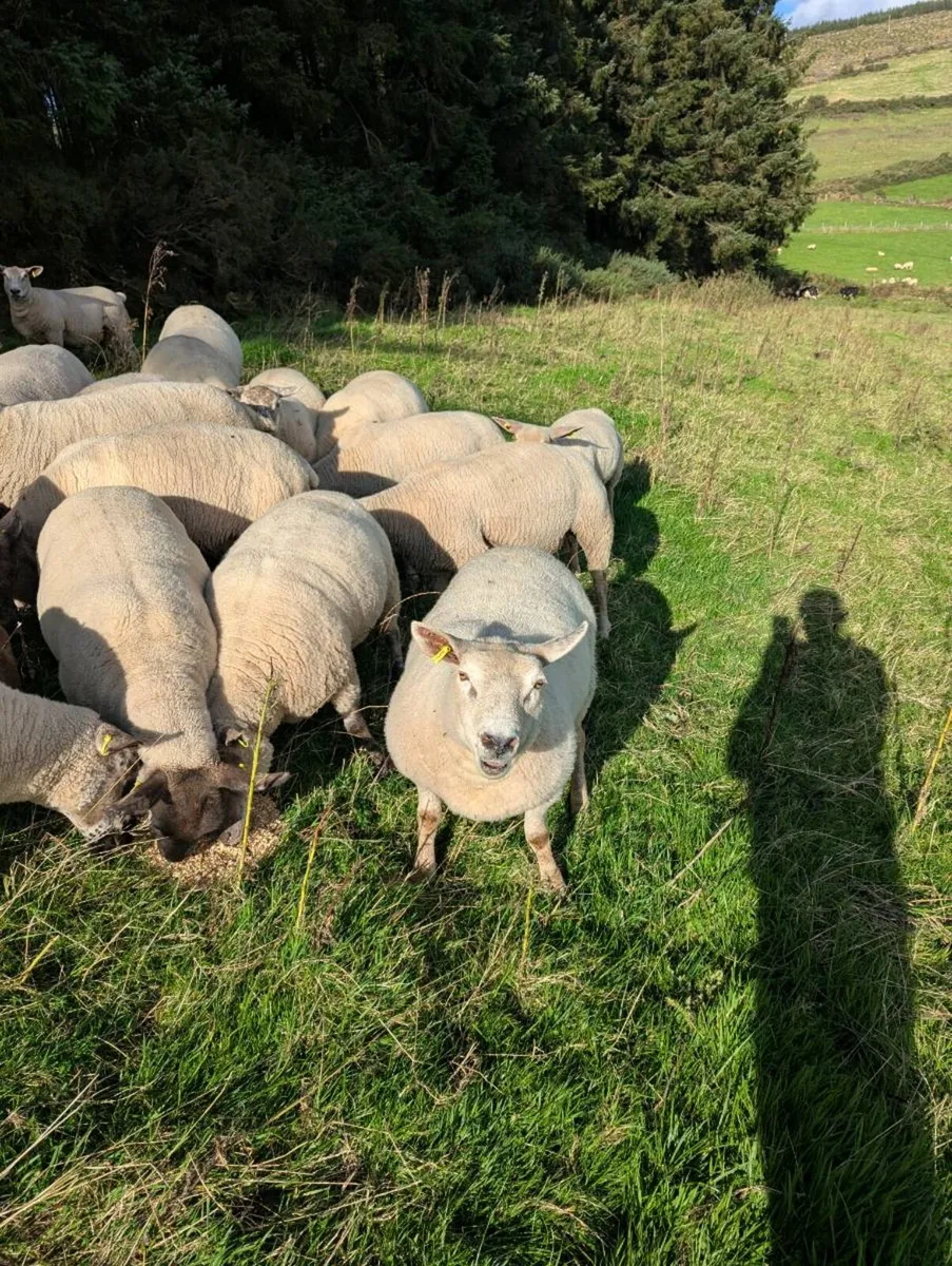 25 Hoggets ewes - Image 3