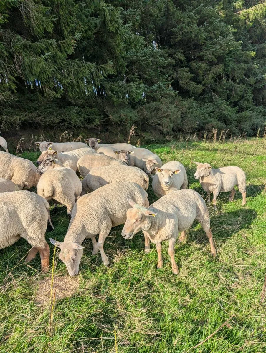 25 Hoggets ewes - Image 2