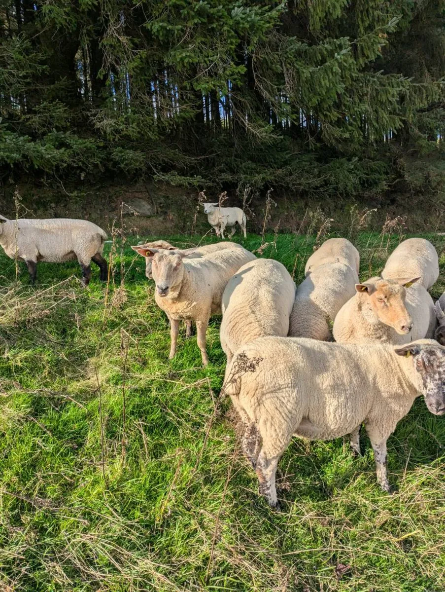 25 Hoggets ewes - Image 4