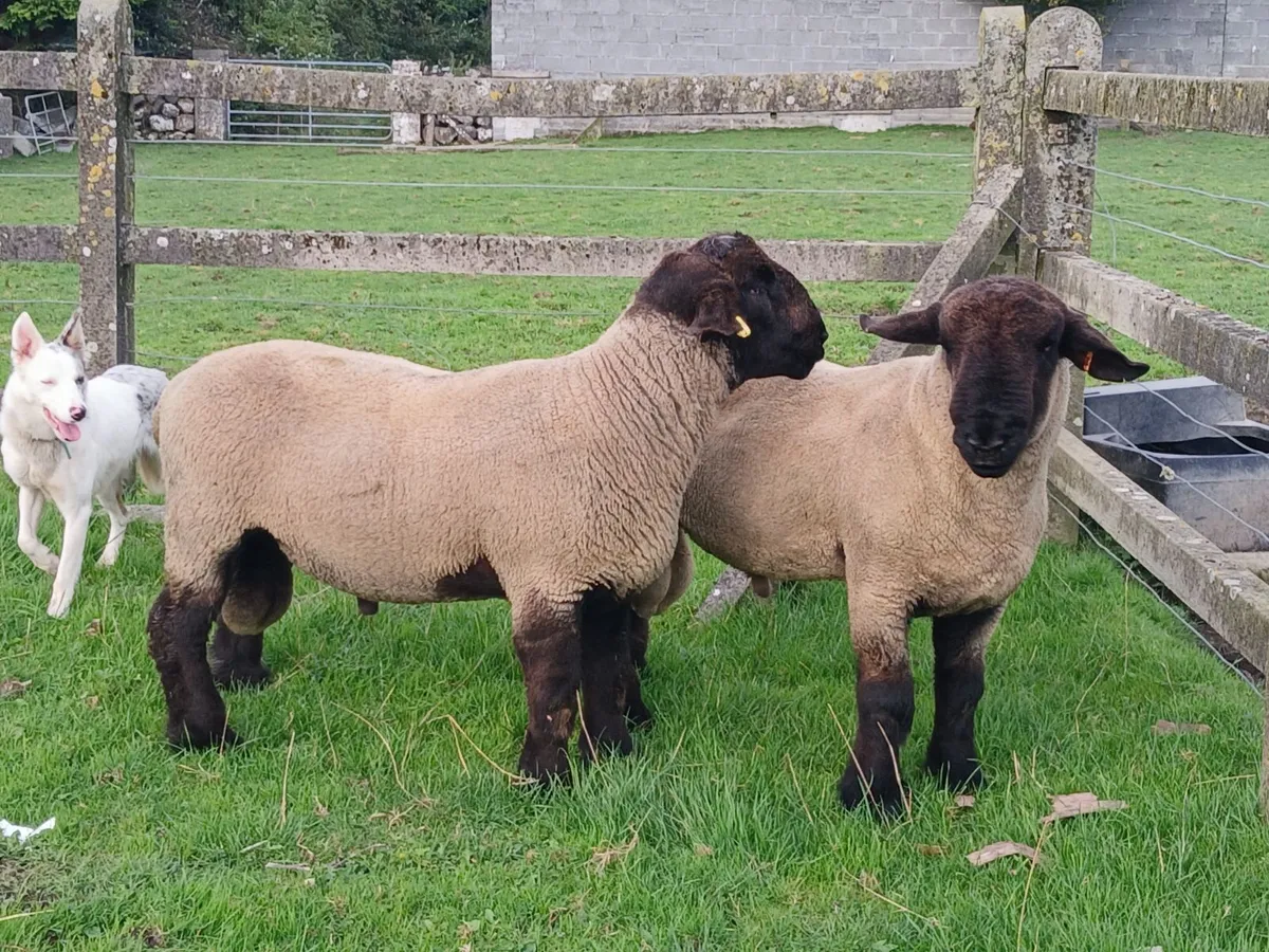 Suffolk Hoggots - Image 3