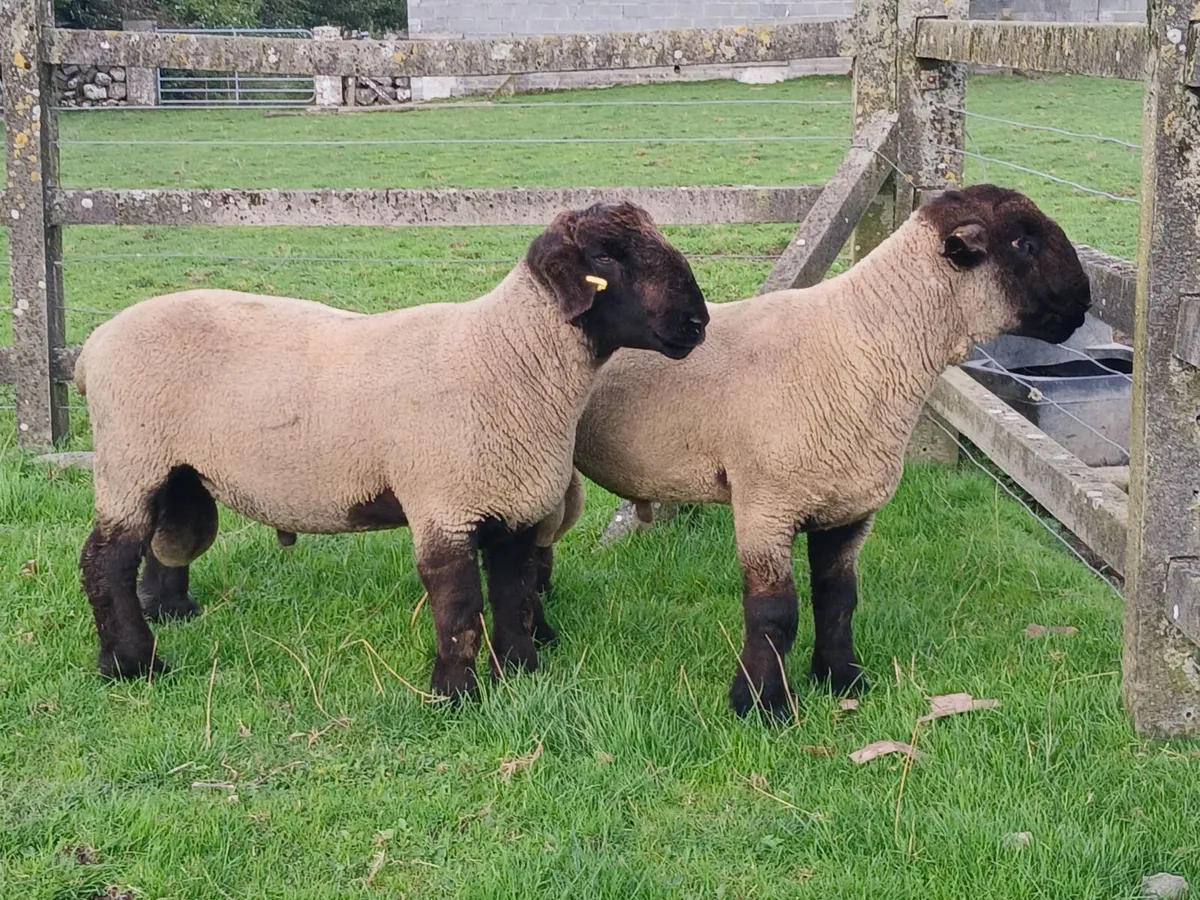 Suffolk Hoggots - Image 1