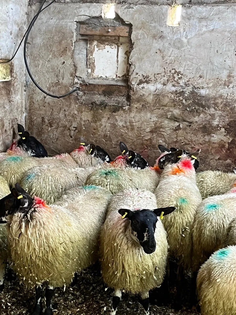 19 super brokie ewe lambs - Image 1