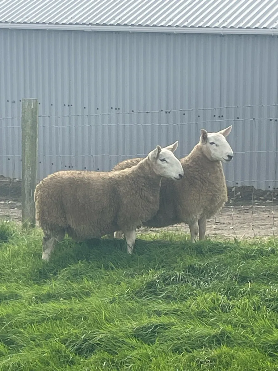 North County Ram Lambs - Image 1