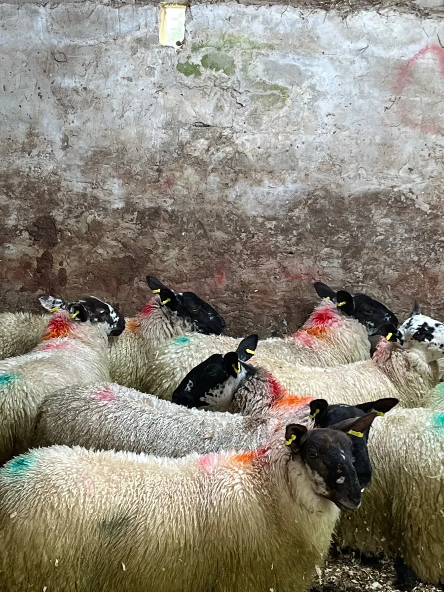 19 super brokie ewe lambs - Image 2