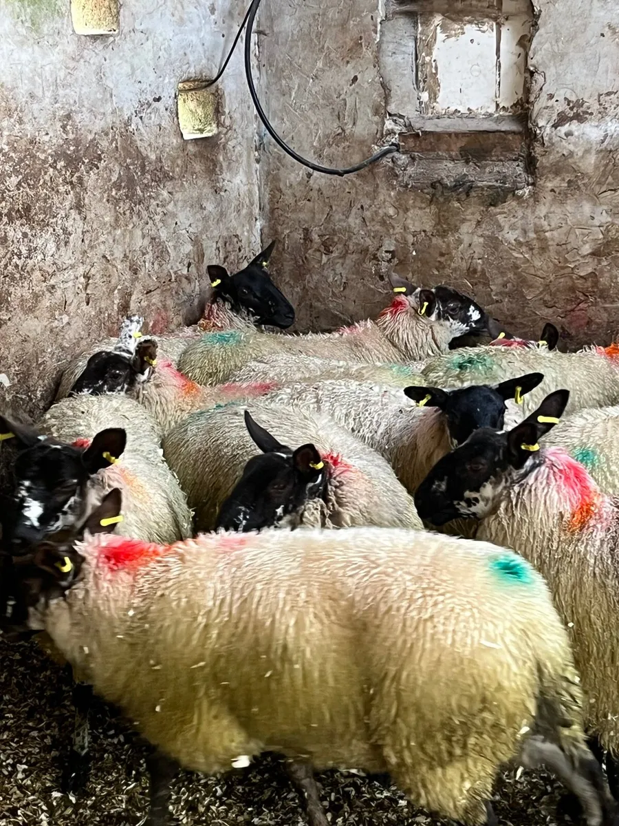 19 super brokie ewe lambs - Image 3