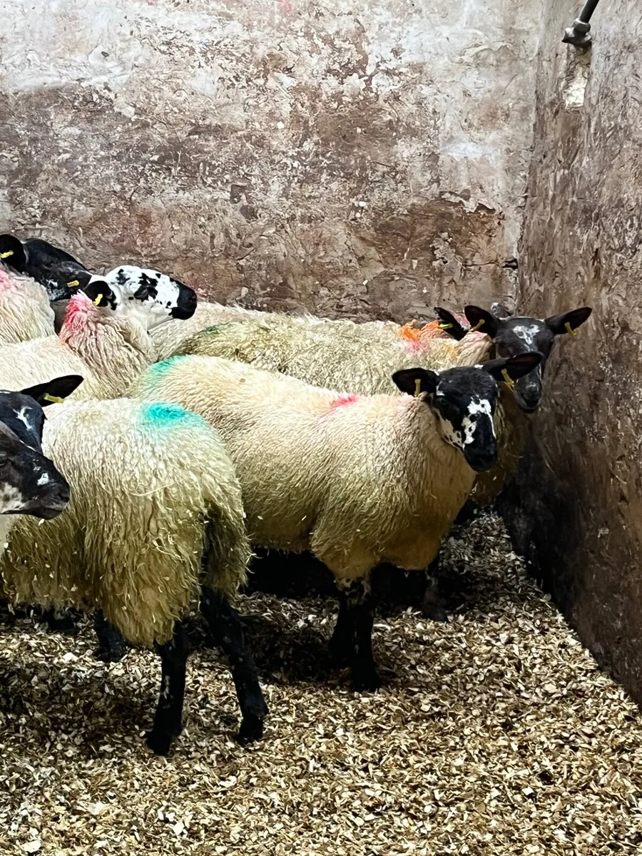 19 super brokie ewe lambs - Image 4