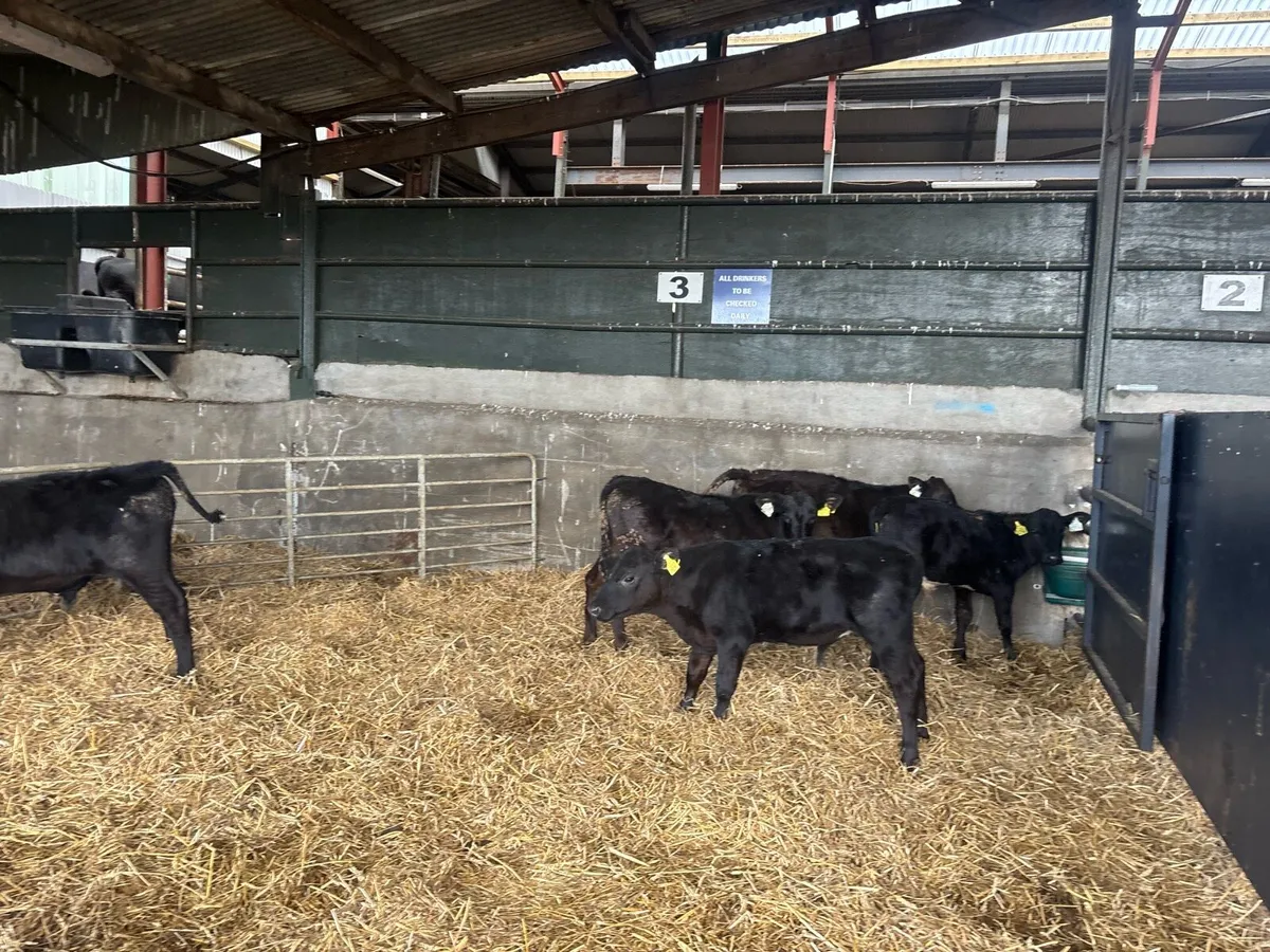 6 super Angus runner bulls - Image 1