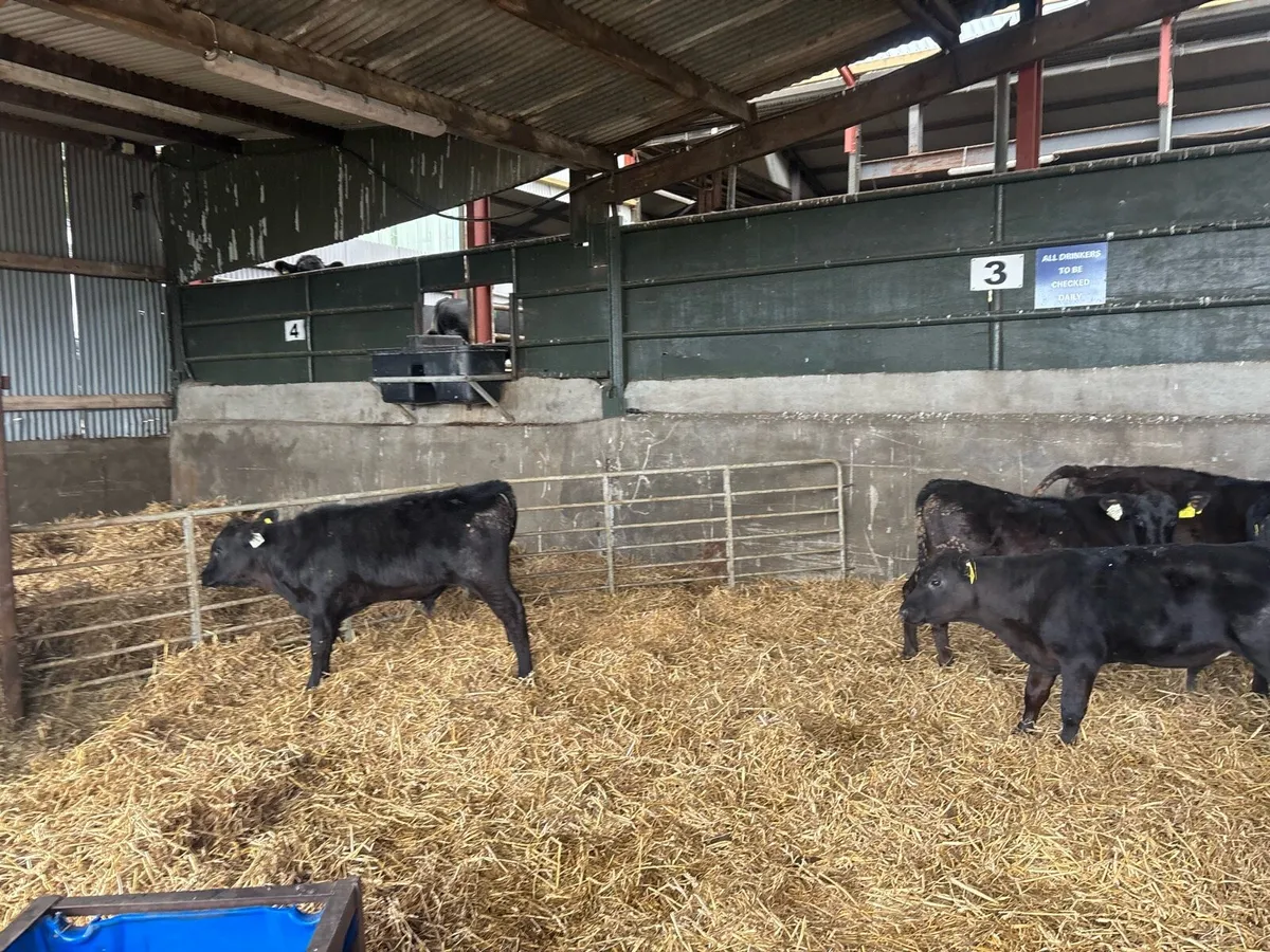 6 super Angus runner bulls - Image 2