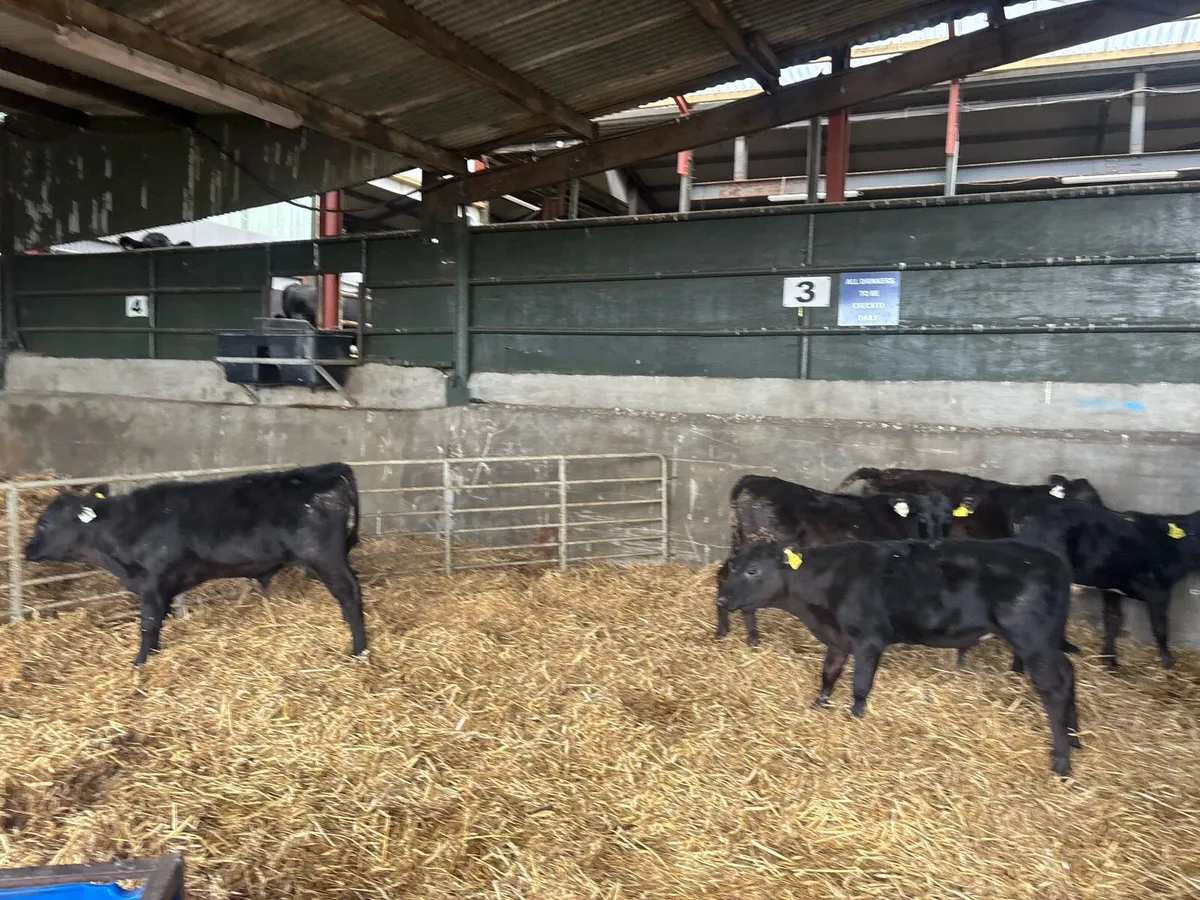 6 super Angus runner bulls - Image 3