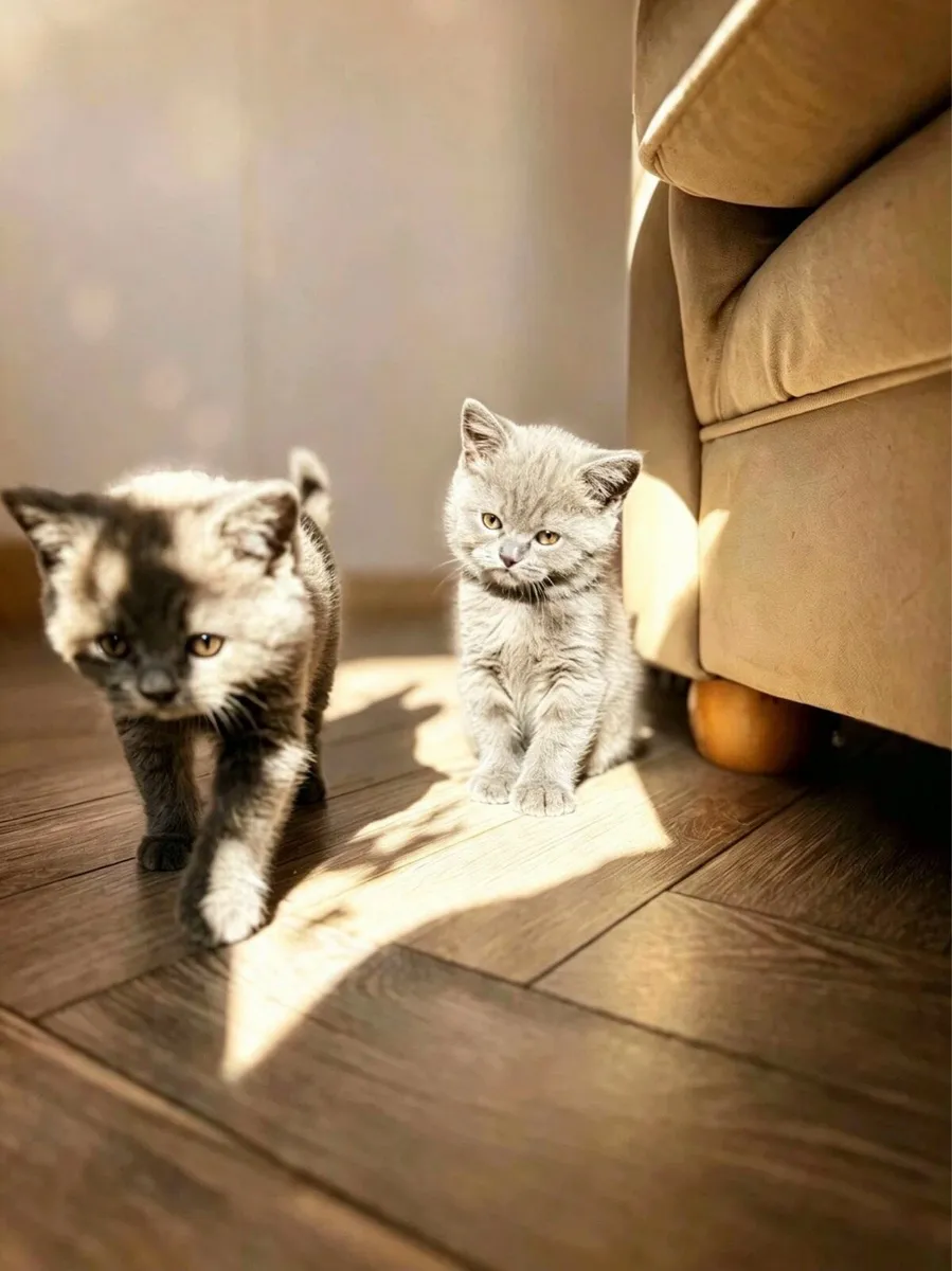 Blue British Shorthair - Image 1