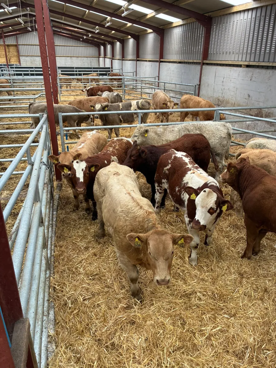 U and E grade bullocks - Image 2