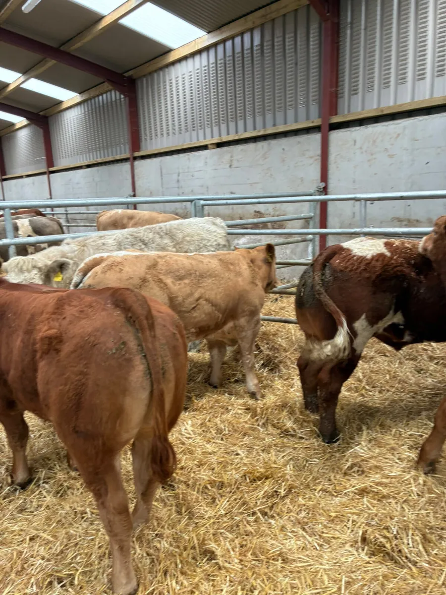 U and E grade bullocks - Image 4