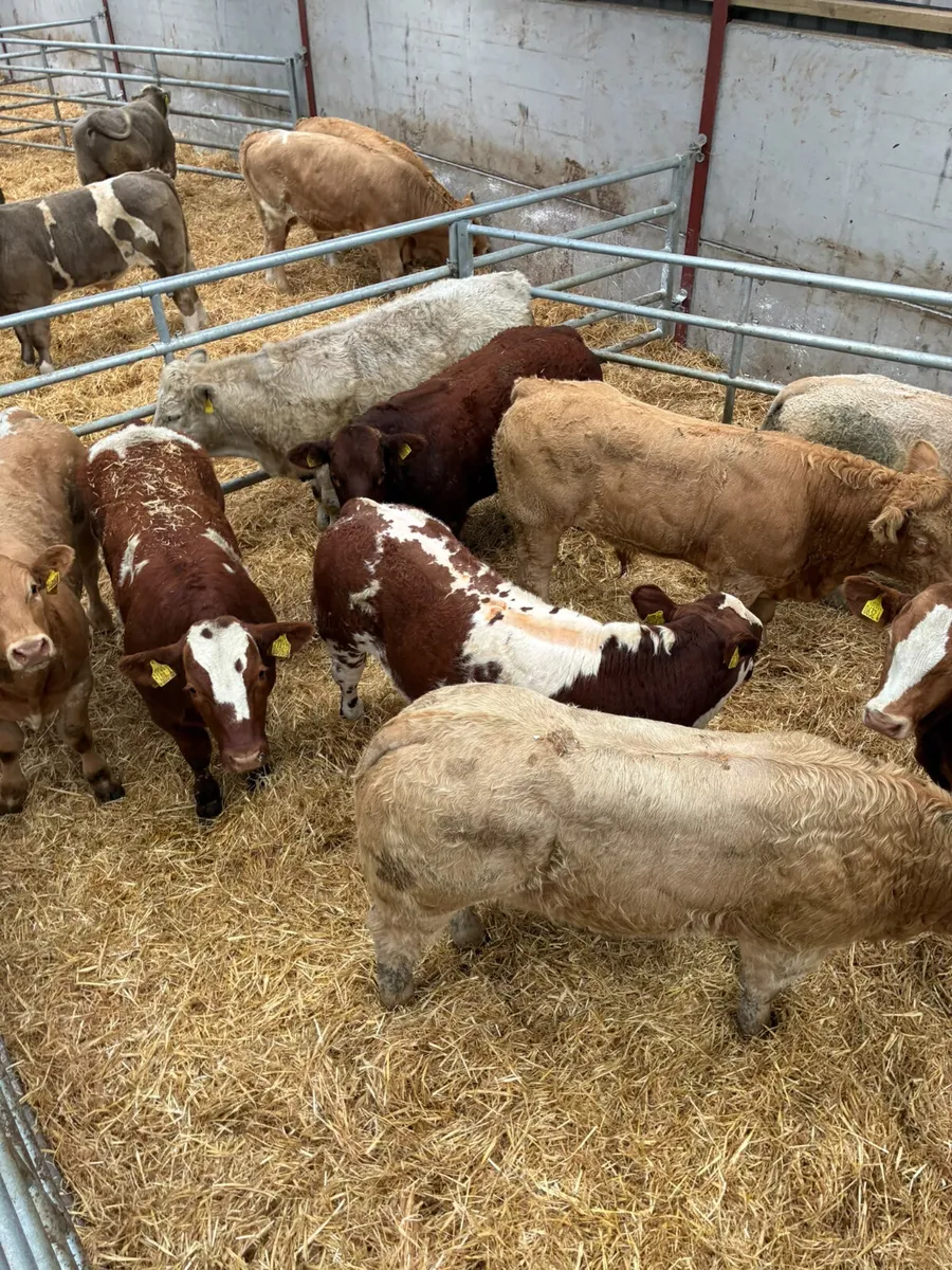 U and E grade bullocks - Image 3