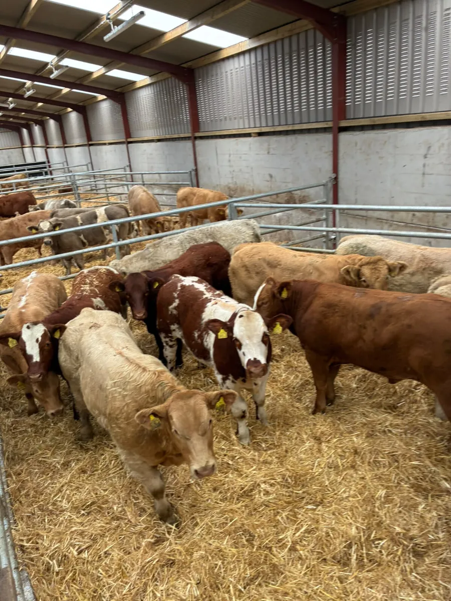 U and E grade bullocks - Image 1
