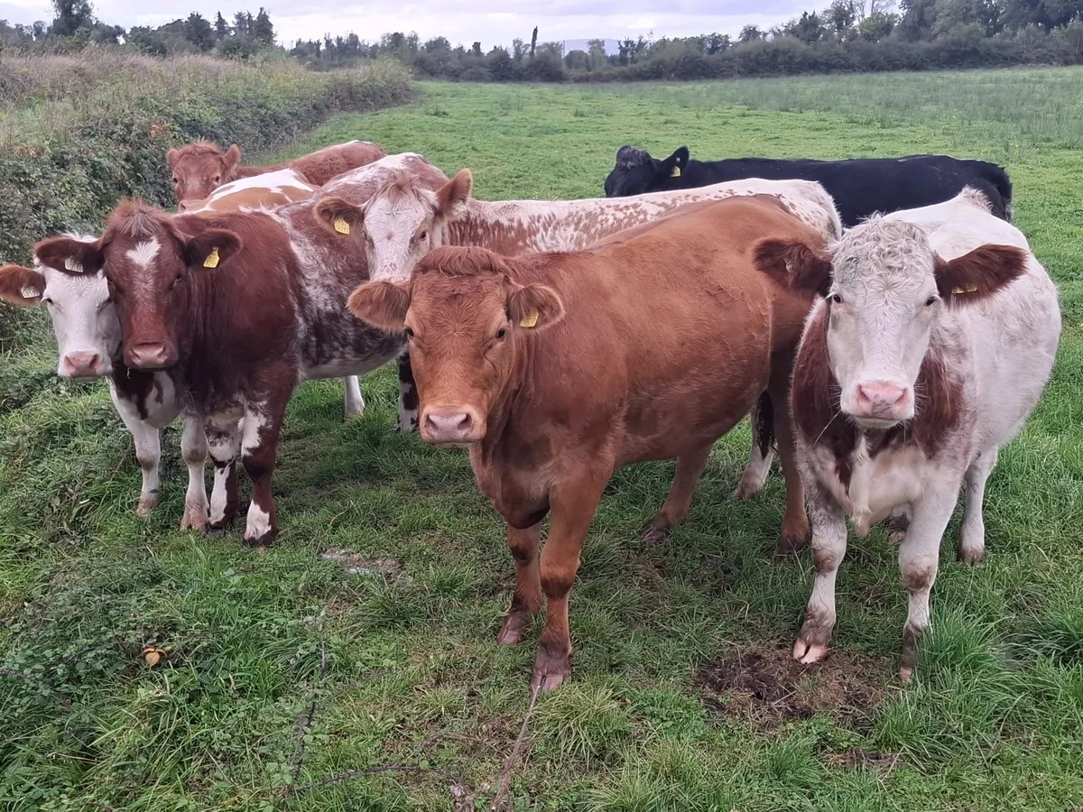 INCALF HEIFHERS - Image 3