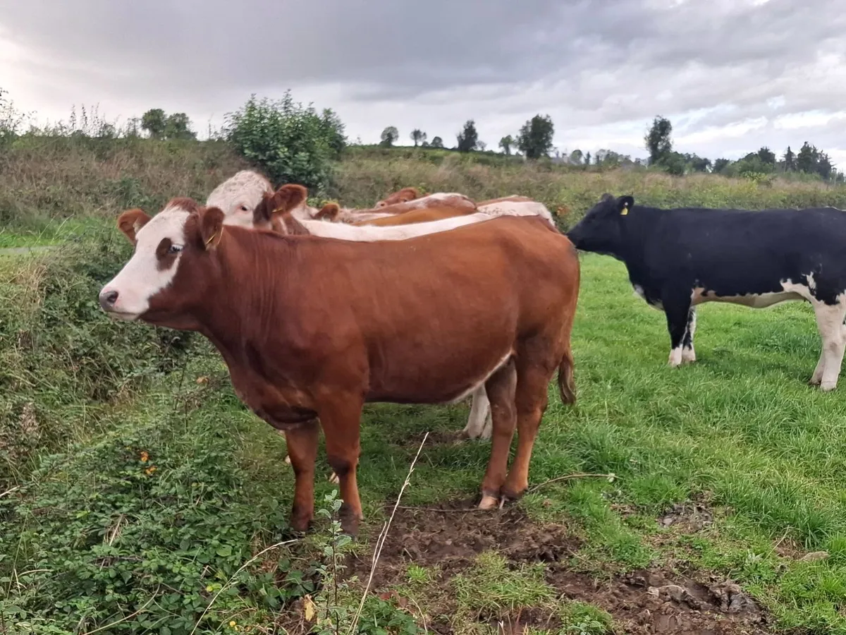 INCALF HEIFHERS - Image 2