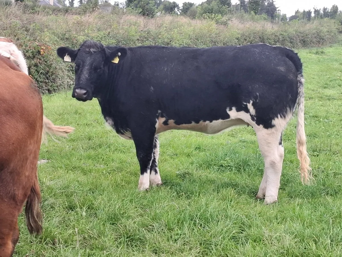 INCALF HEIFHERS - Image 1