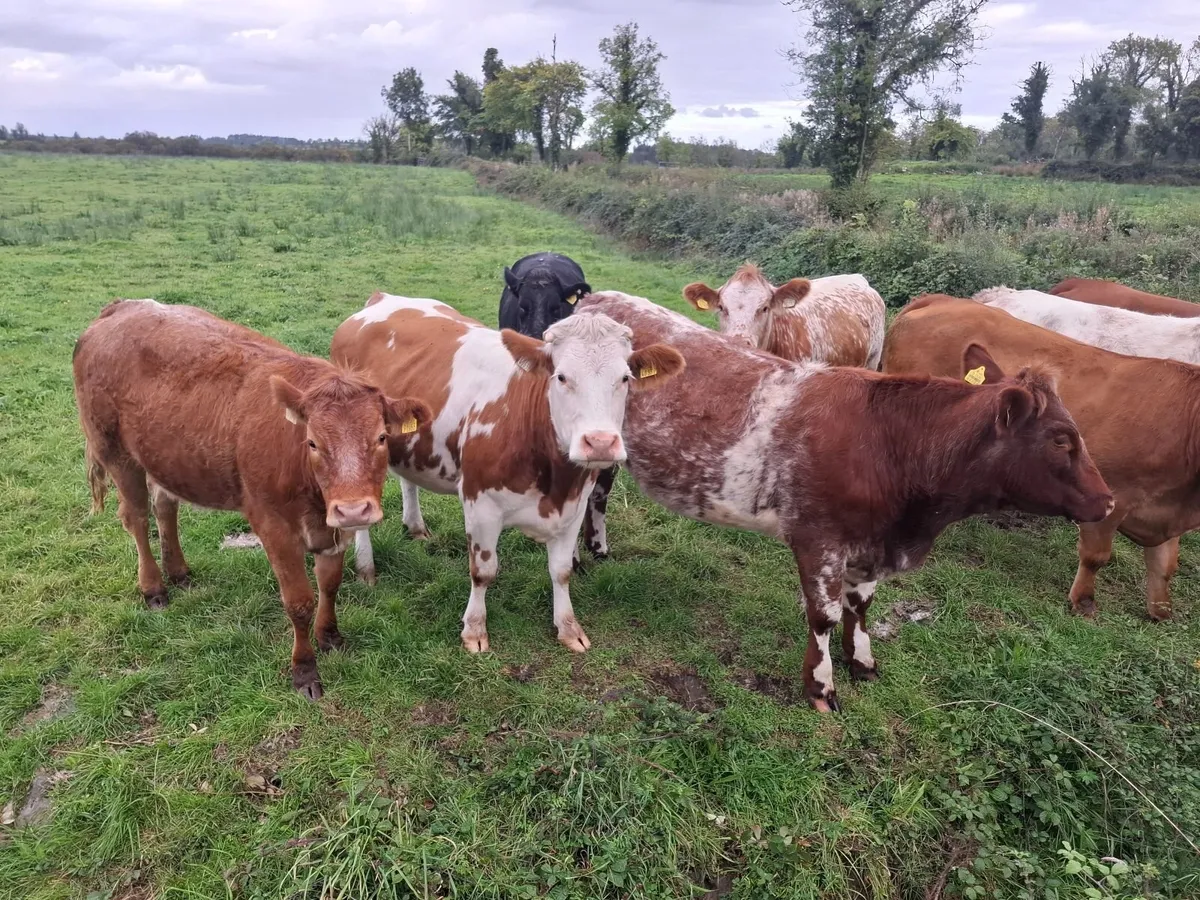 INCALF HEIFHERS - Image 4