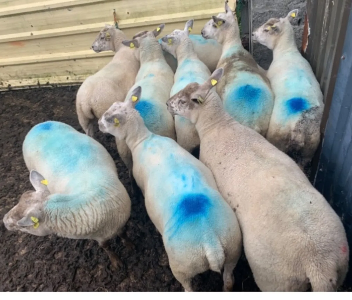 Texel x Ewe Hoggets - Image 2
