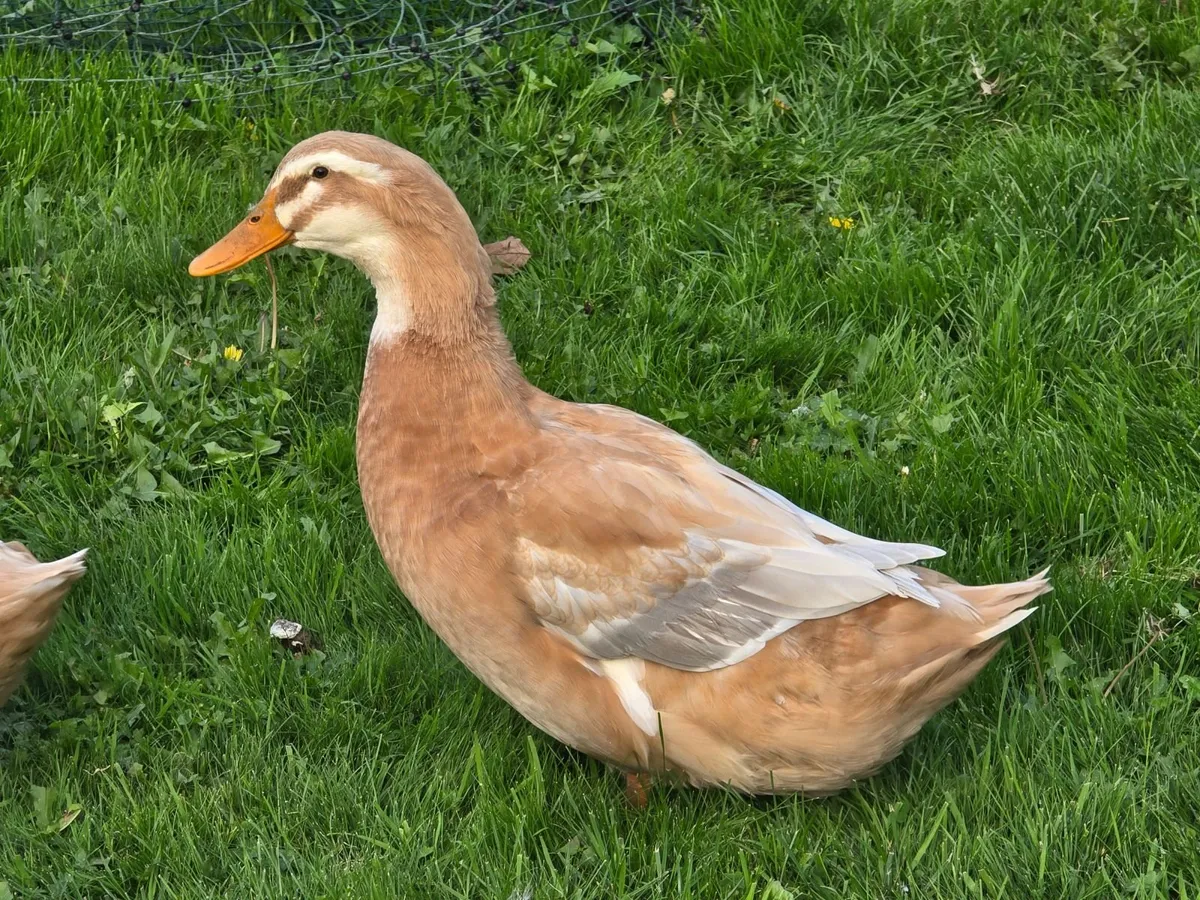Saxony duck and pol pullets - Image 1