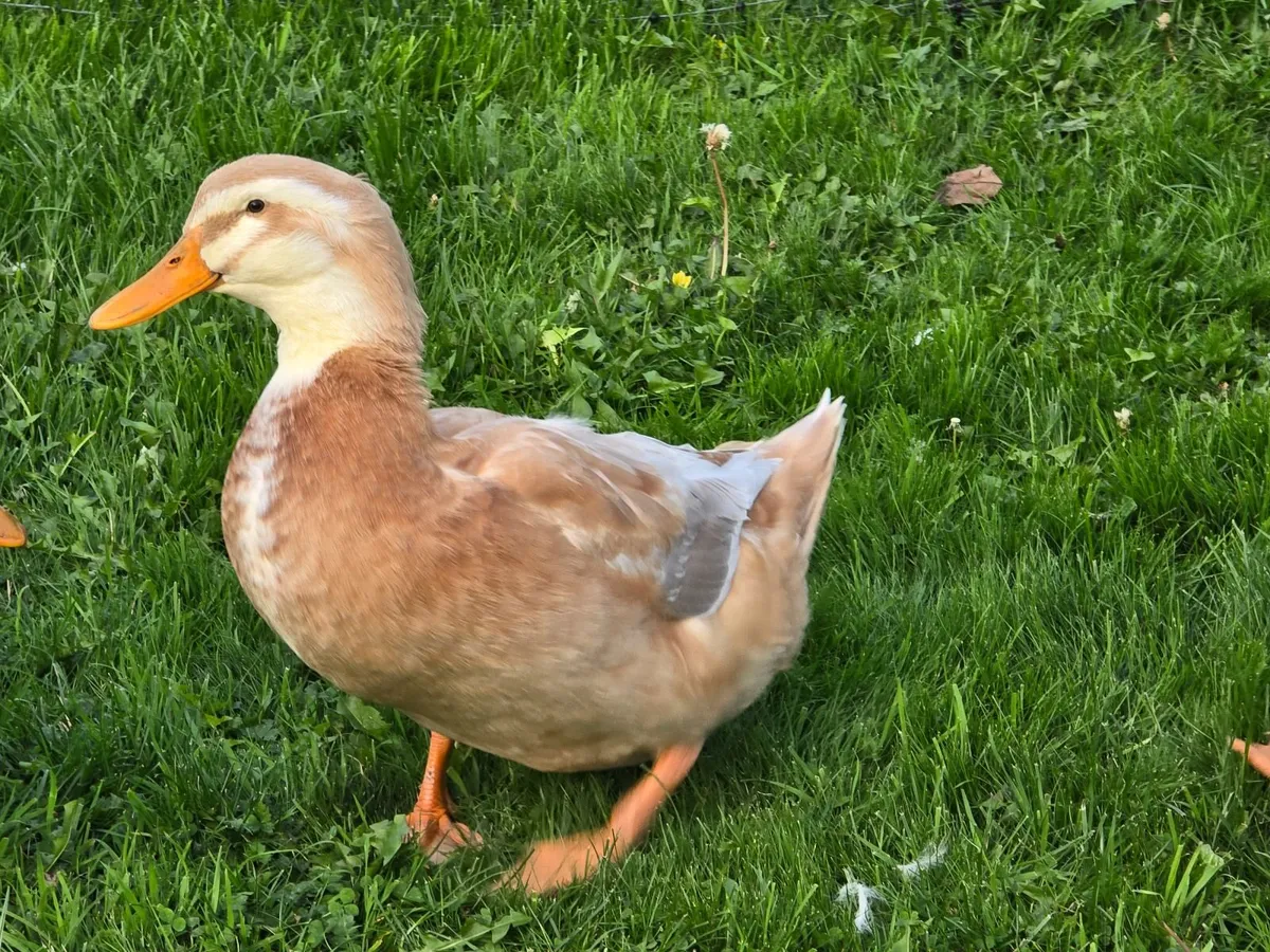 Saxony duck and pol pullets - Image 2