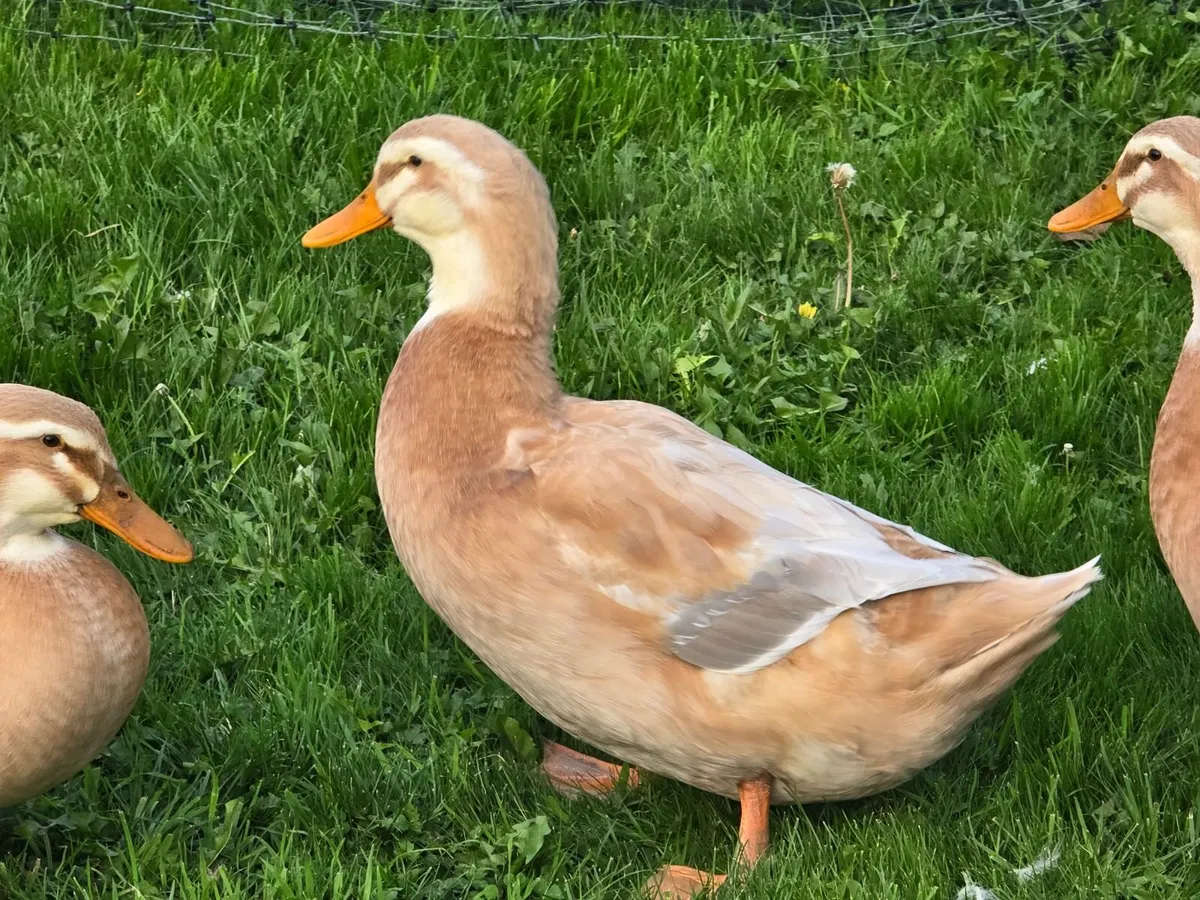 Saxony duck and pol pullets - Image 3