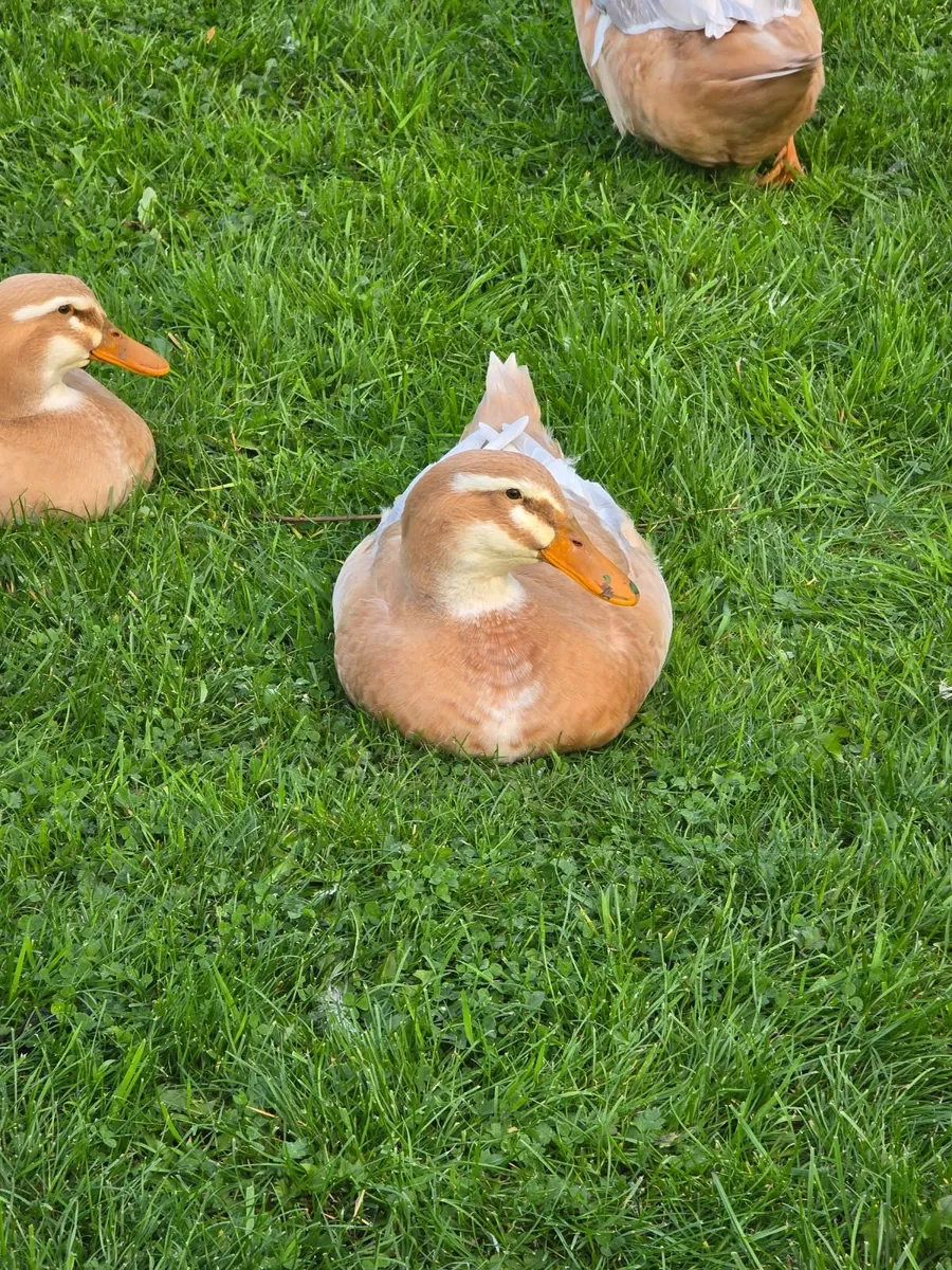 Saxony duck and pol pullets - Image 4