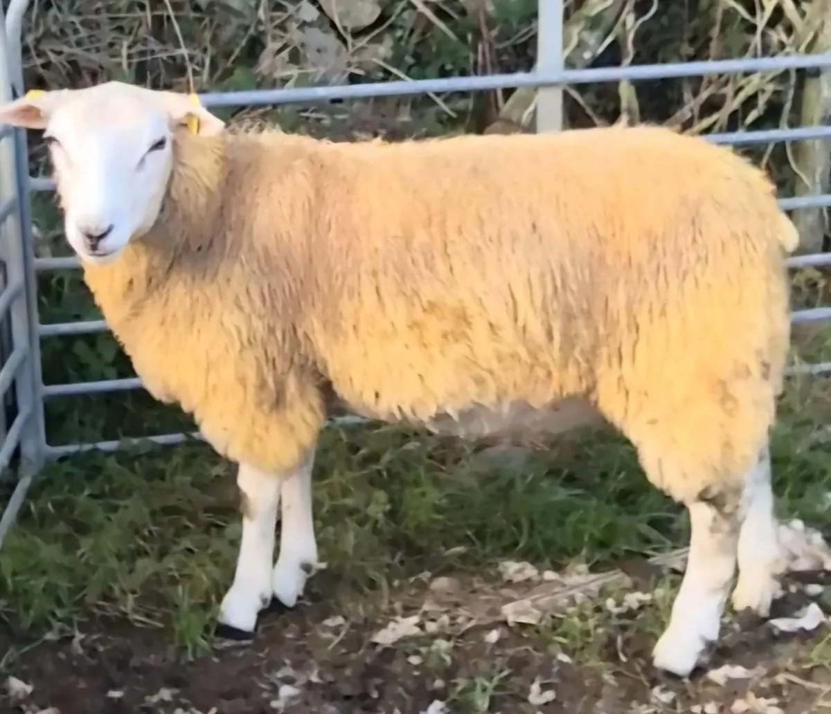 SIS Eligible Belclare Ram Lambs for sale - Image 3