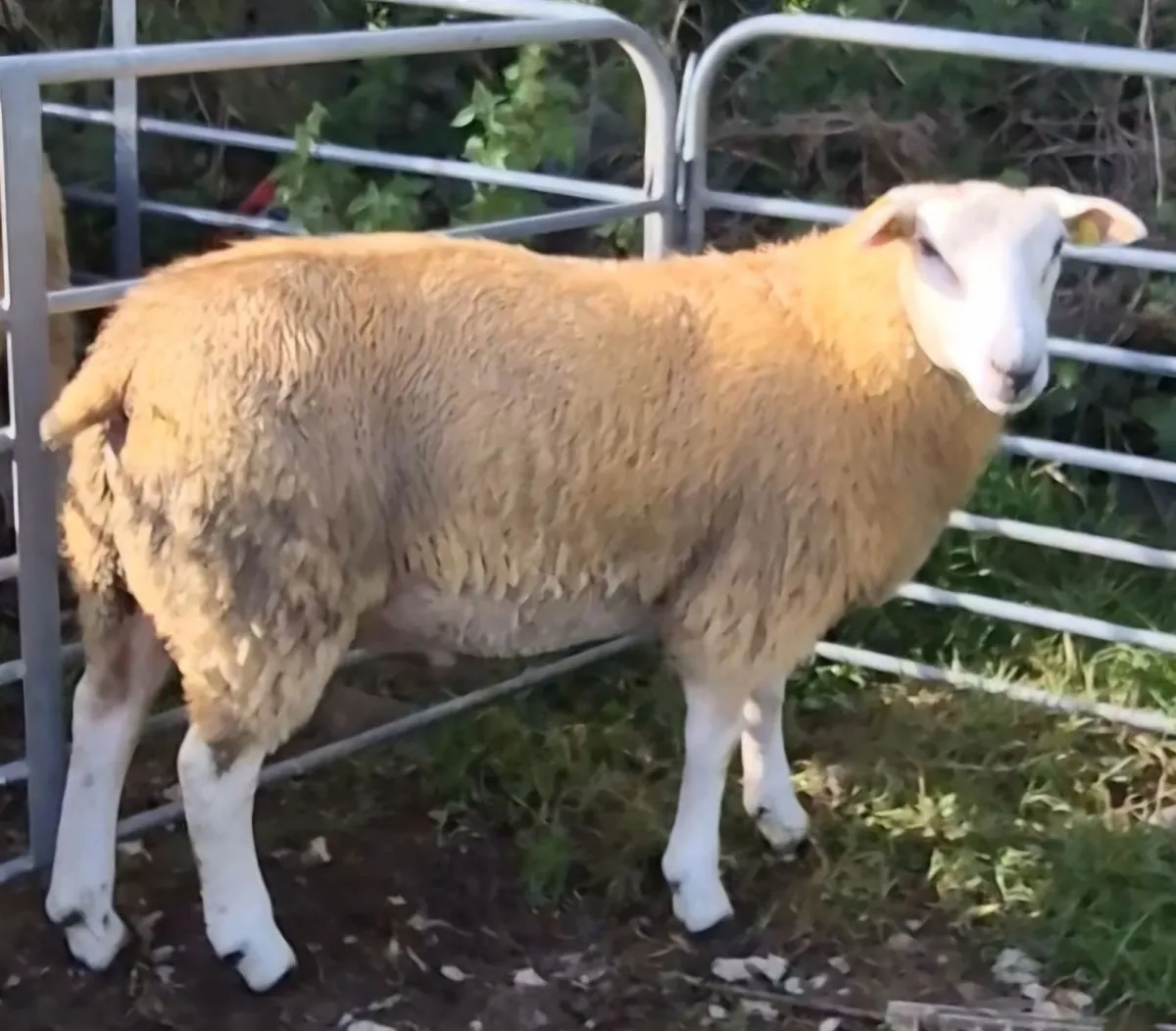 SIS Eligible Belclare Ram Lambs for sale - Image 1