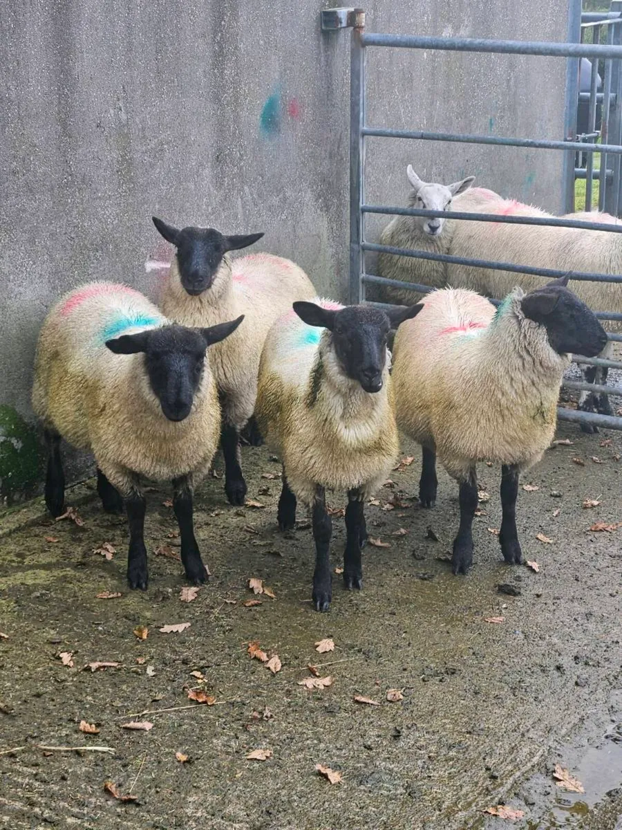 Ewe lambs - Image 1