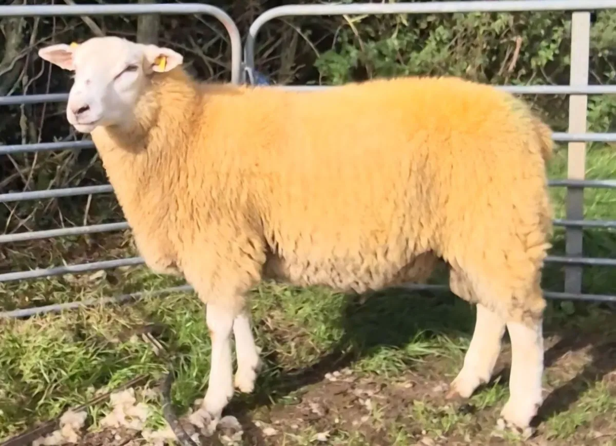 SIS Eligible Belclare Ram Lambs for sale - Image 4
