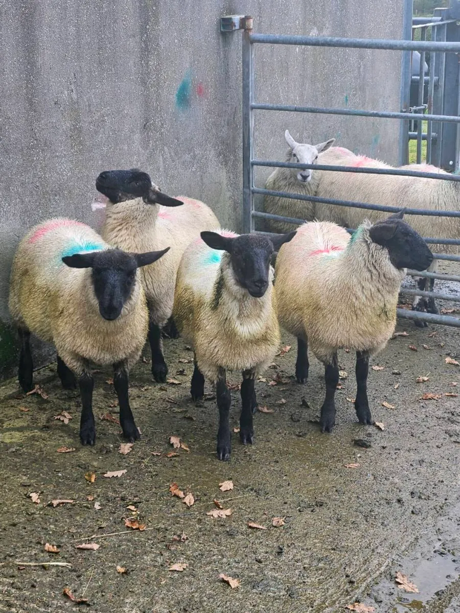 Ewe lambs - Image 2